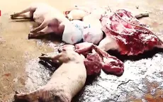 Củng cố hồ sơ, đề nghị khởi tố đối tượng giết mổ, tiêu thụ lợn chết tại Vĩnh Phúc