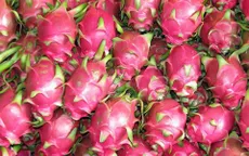 Bài toán thương hiệu thanh long Việt Nam tại Ấn Độ