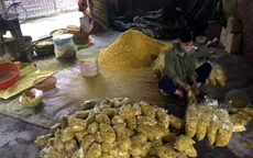 Bắt quả tang cơ sở trộn lưu huỳnh vào riềng xay để bán