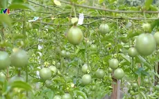 Chanh leo - Cây bờ rào chiếm lĩnh thị trường thế giới