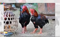 Gà Đông Tảo làm quà biếu Tết đắt khách