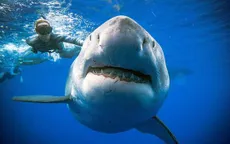 Phát hiện cá mập trắng khổng lồ ngoài khơi Hawaii