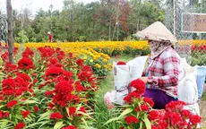 Hoa kiểng Chợ Lách nhộn nhịp ra chợ Tết