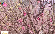 Người dân trồng hoa đào phấn khởi vì được mùa, được giá