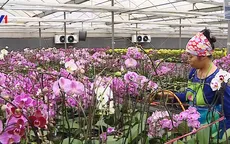 Bí kíp chọn hoa ngày Tết vừa rẻ vừa kinh tế