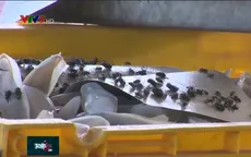 Mùi hôi nồng nặc, ruồi bâu kín ở cơ sở chế biến nang mực