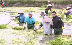 Ngày mới ở làng chuyên canh rau cần Hoàng Lương
