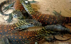 Indonesia sẽ tạm đóng cửa Đảo rồng Komodo