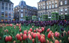 Hàng nghìn bông hoa rực rỡ sắc màu trong Ngày Quốc gia Hoa tulip ở Hà Lan