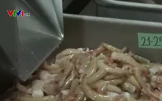 Fiji phát triển nghề nuôi tôm