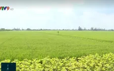 Tăng cường quản lý sâu bệnh hại lúa Đông Xuân dịp Tết
