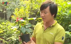 Bí kíp chăm cây cảnh xanh tươi, trổ hoa đón Tết