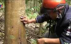 Điều tra vụ phá hoại hàng loạt cây cao su