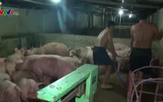 Bắt quả tang 4 đối tượng đang bơm nước vào lợn