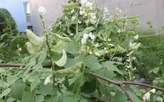 Đậu ván trắng - loại quả ngon, thuốc tốt