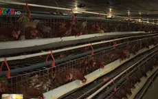 Cận Tết, giá gà thịt khu vực Đông Nam Bộ giảm mạnh