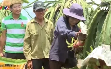 Câu chuyện Sở hữu trí tuệ: Vì sao có những chỉ dẫn địa lý chưa thể phát huy được giá trị?