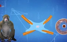 Trung Quốc nhân bản khỉ chỉnh sửa gen phục vụ nghiên cứu y học