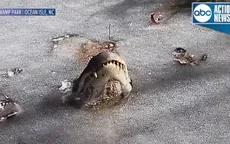 Cá sấu làm gì để sống sót trong hồ đóng băng?