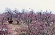Người trồng đào lo mất Tết vì đào nở sớm