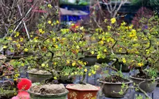 Thị trường thuê mai vàng chơi Tết