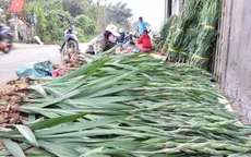 Người trồng hoa lay ơn Phú Yên thất thu vụ Tết