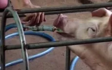 Thâm nhập lò bơm nước, tăng trọng cho lợn tại Đồng Nai