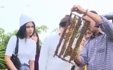 Du lịch giữa bầy ong khiến du khách thích thú