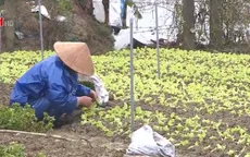 Hà Nội rét đậm, giá rau tăng mạnh