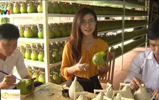 Tinh hoa của làng bưởi Tân Triều