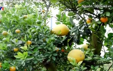 Quất ghép bưởi chơi Tết được ưa chuộng