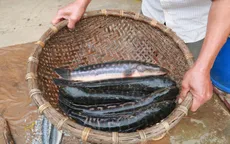 Bán cá lóc cận Tết, người nuôi phấn khởi vì lãi cao