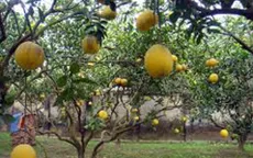 Bưởi Diễn lần đầu xuất hiện ở miền Tây