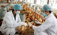 Triển khai các biện pháp khẩn cấp chống dịch cúm A/H5N1 tại Vĩnh Long
