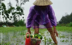 Nông dân trồng dưa hấu trắng tay vì bão số 1