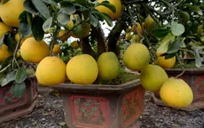 Người dân miền Tây thích thú với giống bưởi vàng