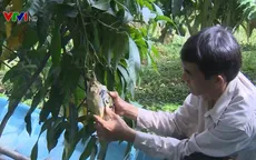 Độc, lạ xoài in chữ thư pháp dịp Tết Nguyên đán Kỷ Hợi
