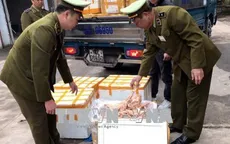 Tiêu hủy 6 tấn lòng lợn nhiễm virus dịch tả lợn châu Phi suýt xuất ra thị trường