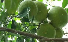 Quảng bá bưởi Phúc Trạch đến với người tiêu dùng