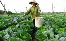 Hà Nội sẽ gieo trồng hơn 39.000 ha cây vụ Đông