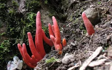 “Nấm sát nhân” bất ngờ xuất hiện