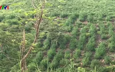 Thu giữ hơn 2.000 cây cần sa ở Gia Lai