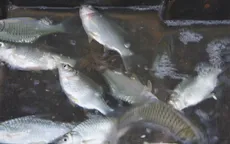 Sóc Trăng vào vụ cá mè vinh