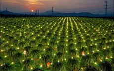 Trồng thanh long nghịch vụ, người dân phấp phỏng nỗi lo thiếu điện