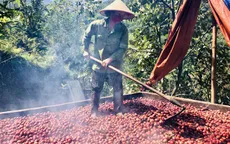 Vị Xuyên vào mùa thu hoạch thảo quả