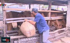 Hỗ trợ người chăn nuôi phát triển đàn bò thịt sau dịch tả lợn châu Phi