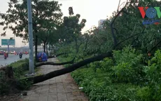 Hàng loạt cây xanh trên Quốc lộ 1 (TP.HCM) ngã đổ trong mưa