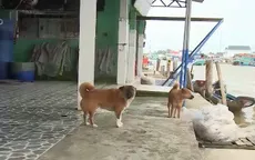 Tử vong vì dùng thuốc gia truyền chữa bệnh dại