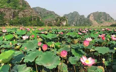 Lúa trải vàng, sen nở rộ giữa thu ở "thánh địa sống ảo Ninh Bình"
