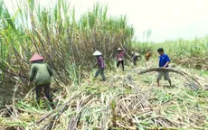 Hậu Giang khan hiếm nhân công thu hoạch mía